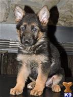 German Shepherd